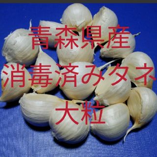 にんにくタネ✤大粒✤30粒✤ニンニク(野菜)