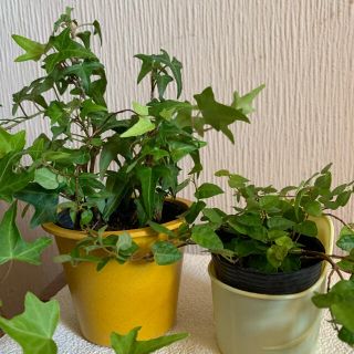 観葉植物　ワイヤープランツ&アイビー(その他)