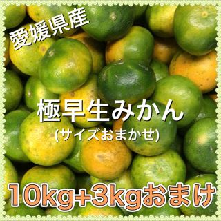 92801 愛媛県産 訳あり 極早生みかん 10kg+3kgおまけ 蜜柑(フルーツ)