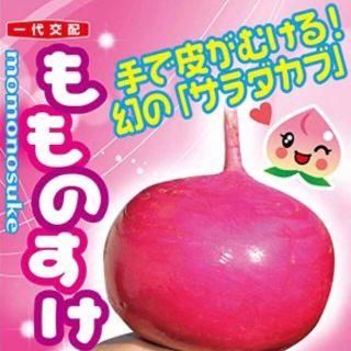 手で皮がむける!幻のサラダカブ もものすけ 種 野菜の種20個(野菜)