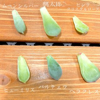 ＊ 多肉植物　葉挿し6種セット ＊  ピンククリスタルローズ入り♡(その他)