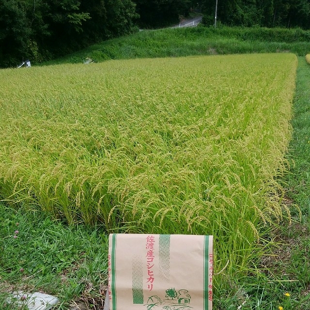 在庫最安値 新潟県佐渡産コシヒカリ玄米25kgの通販 by 若葉｜ラクマ