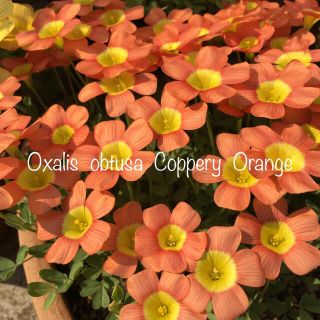 オキザリス Oxalis obtusa Coppery Orange 球根(その他)