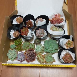 多肉植物 カット苗 抜き苗 セット(その他)