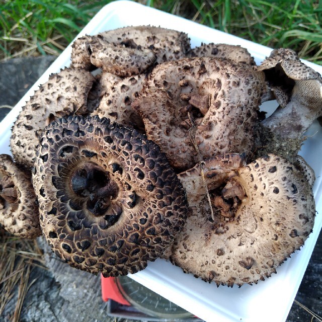 信州香茸 コウタケ 1