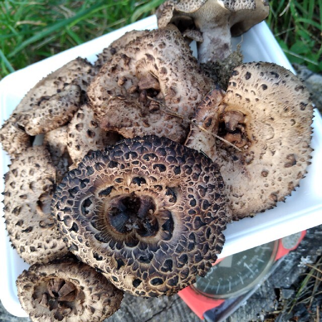 信州香茸 コウタケ 2