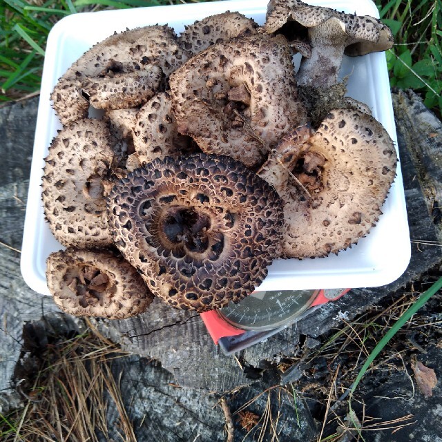 信州香茸 コウタケ 3