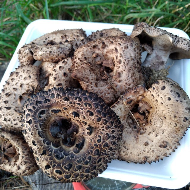 信州香茸 コウタケ 4