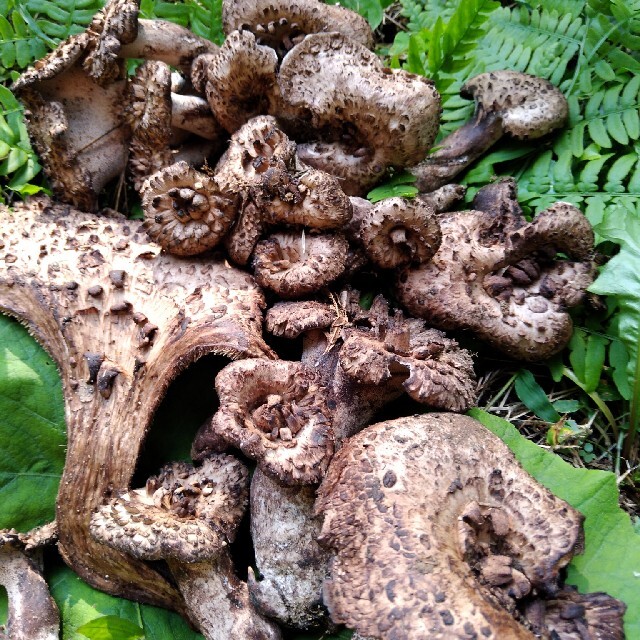 信州香茸 コウタケ 5