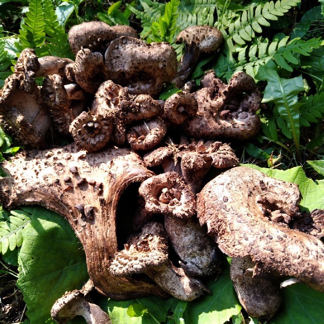 信州香茸 コウタケ 7