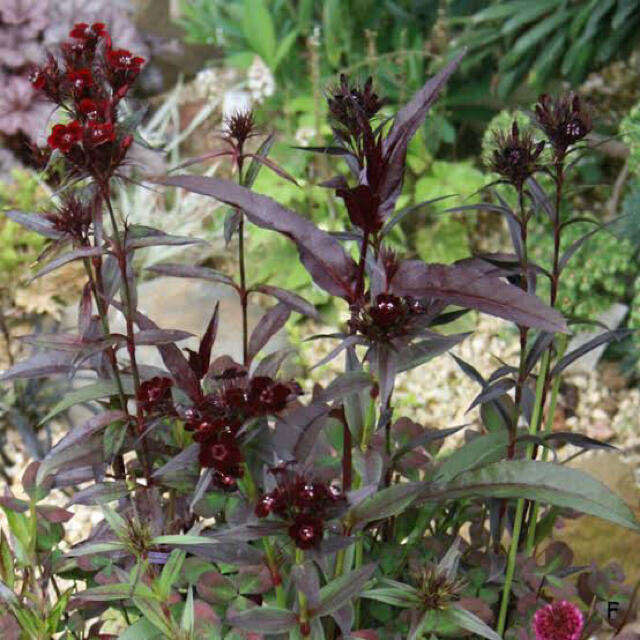 ダイアンサス　ブラックベアー　種　20粒 ハンドメイドのフラワー/ガーデン(その他)の商品写真