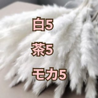 パンパスグラス 白5本 茶色5本 モカ5本 ミックス セット ドライフラワー(ドライフラワー)