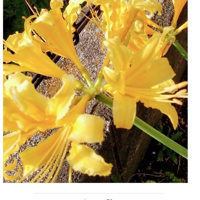 リコリス彼岸花黄色球根特大2個。 ハンドメイドのフラワー/ガーデン(プランター)の商品写真