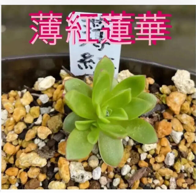 多肉植物③⭐️⭐️⭐️ 薄紅蓮華　抜き苗