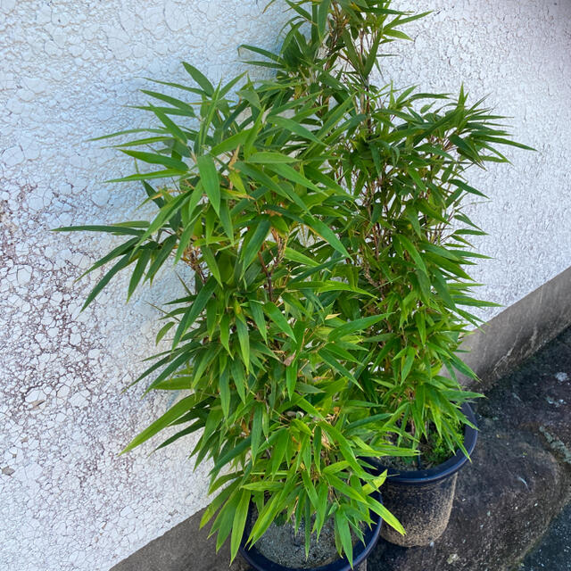 フラワー/ガーデン黒竹　苗木2鉢セット