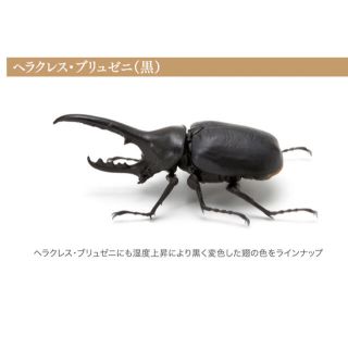 バンダイ(BANDAI)のいきもの大図鑑　かぶとむしガチャ　ヘラクレス・ブリュゼニ（黒）(その他)