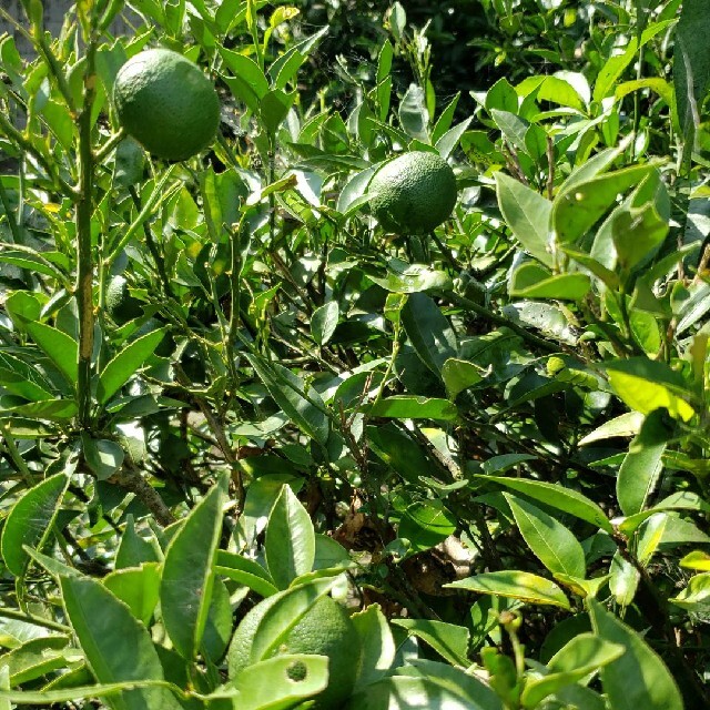 無農薬秋野菜セット、１日1セットのみ 食品/飲料/酒の食品(野菜)の商品写真