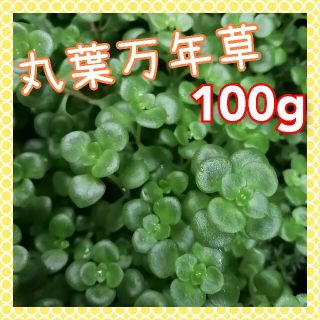 丸葉万年草　100g(その他)