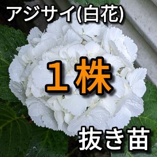 アジサイ白花 発根済み 抜き苗 １株(その他)