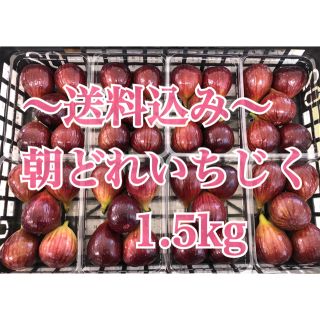 《本州の方》朝どれいちじく約1.5kg 16玉〜20玉　即日発送(フルーツ)