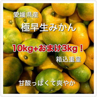 92904 愛媛県産 極早生みかん 10kg+おまけ3kg 訳あり(フルーツ)