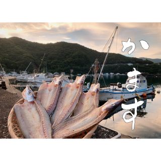 カマス開き 9枚(魚介)