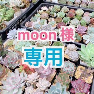 【moon様 専用🍒】(その他)