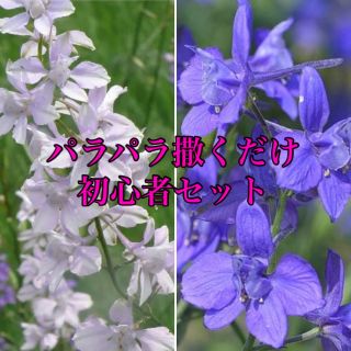 469  パラパラ撒くだけ　チドリソウ／千鳥草／ラックスパー　青花白花　種(その他)