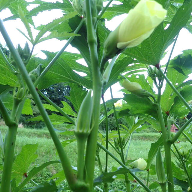 無農薬　秋野菜　コンパクト　詰め合わせ　採りたてセット 食品/飲料/酒の食品(野菜)の商品写真