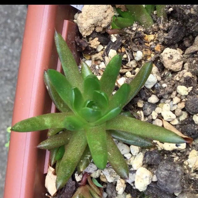 多肉植物多肉植物　爪蓮華錦　斑落ち　抜き苗