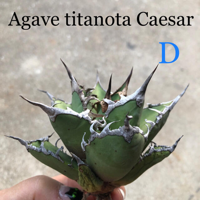 フラワー/ガーデンAgave titanota Caesar 凱徹 D