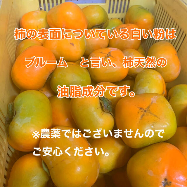 M16 和歌山県産　たねなし柿♪ ご家庭用　20個入り 食品/飲料/酒の食品(フルーツ)の商品写真