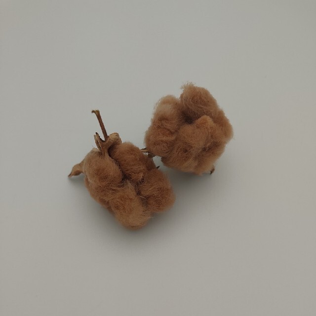 綿花　種　３色セット ハンドメイドのフラワー/ガーデン(その他)の商品写真