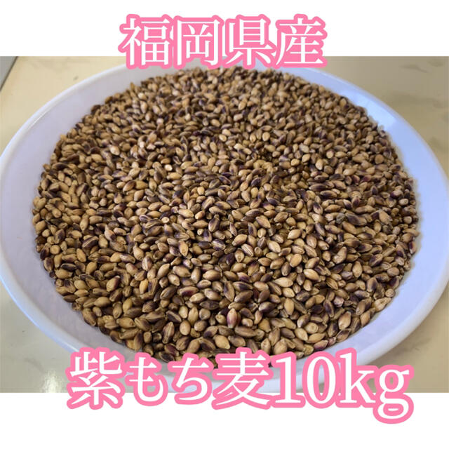 【栄養満点】福岡県産紫もち麦10kg