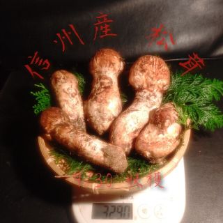 信州産 松茸 つぼみ 9/30収穫 300ｇ ＋おまけ付き(野菜)