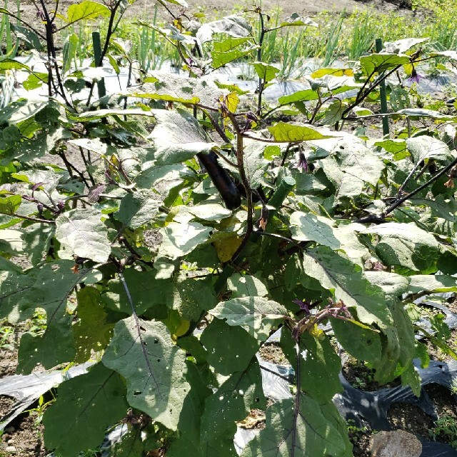 無農薬秋野菜セット、１日1セットのみ 食品/飲料/酒の食品(野菜)の商品写真