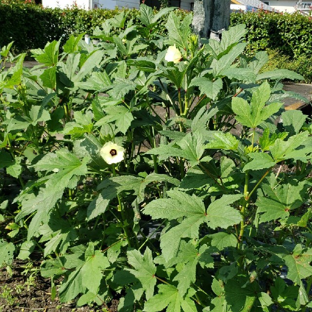 無農薬秋野菜セット、１日1セットのみ 食品/飲料/酒の食品(野菜)の商品写真