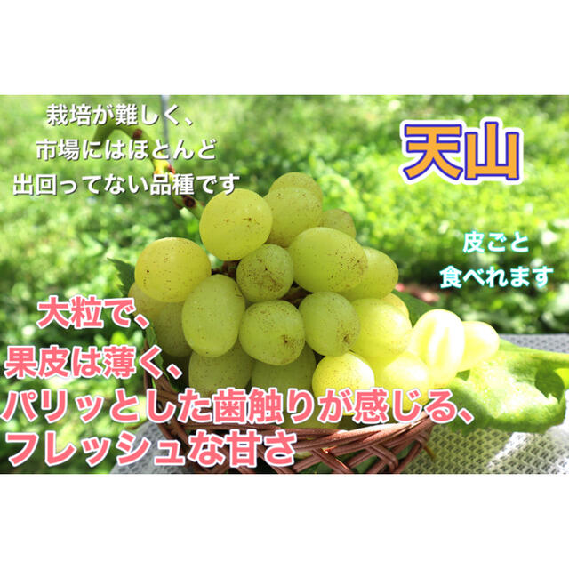 天山　家庭用　３キロ　長野県産　減農薬 食品/飲料/酒の食品(フルーツ)の商品写真