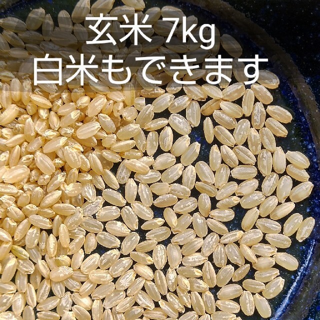 柔らかい おいしいお米 ☆ 玄米 7kg 兵庫県産 きぬむすめ 通販