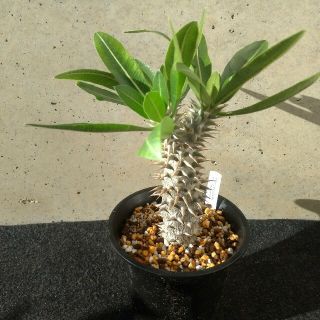 パキポディウム・ホロンベンセ / Pachypodium horombense(その他)