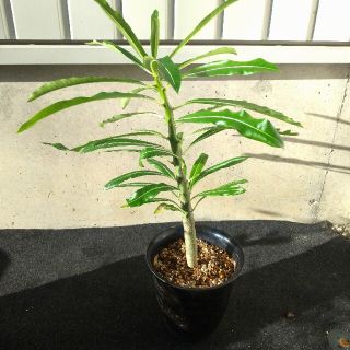 パキポディウム ルテンベルギアナム Pachypodium rutenbergi(その他)