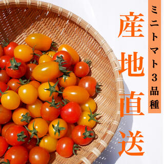 カラートマト 2kg  黄色トマト オレンジトマト採れたて☘️産地直送いたします(野菜)