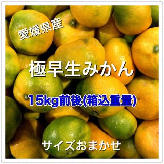 9301 極早生みかん 15kg前後 訳あり 蜜柑 愛媛県産(フルーツ)