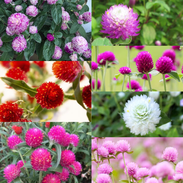 7種類千日紅の種　全色コンプリート ハンドメイドのフラワー/ガーデン(プランター)の商品写真