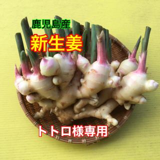 新生姜5kg  (野菜)