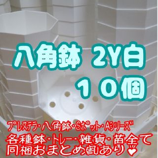 プラ八角鉢 カネヤ【2Y】10個 多肉植物 プレステラ(プランター)