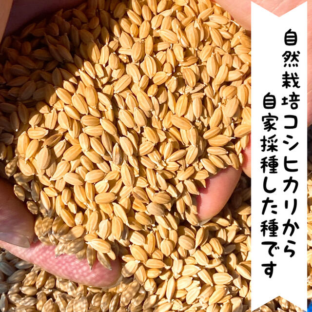 令和3年新米 自然栽培米 玄米20kg 農薬肥料不使用 コシヒカリ