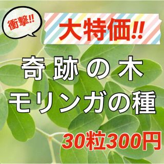 【スーパーフードの種子】奇跡の木 モリンガの種30粒 ハーブ タネ 美容健康(その他)