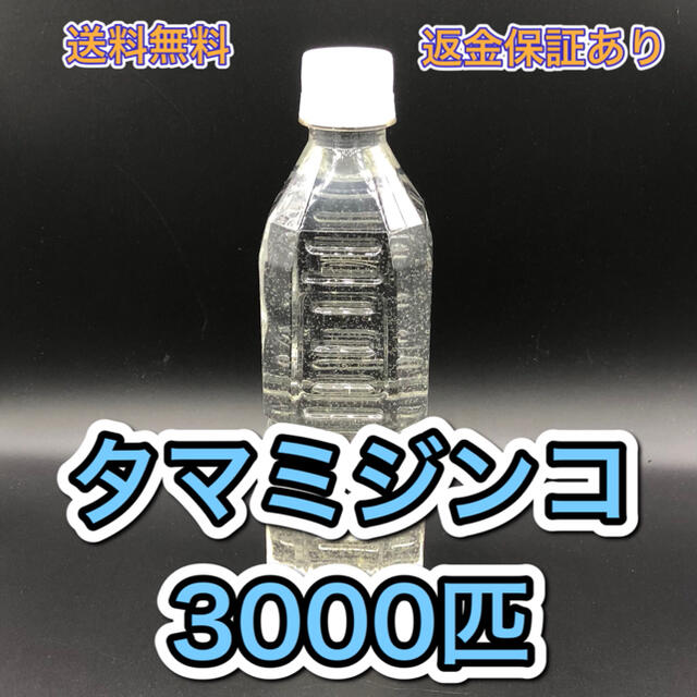 タマミジンコ飼育水 培養セット めだか、ベタ、金魚等の餌 稚魚に その他のペット用品(ペットフード)の商品写真