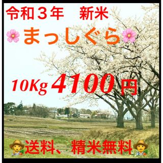 【令和３年新米】　まっしぐら　白米　10kg (米/穀物)